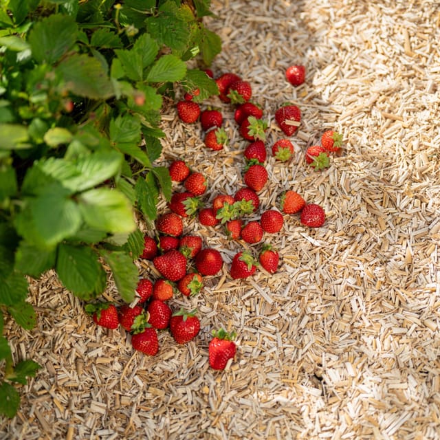 Floragard Erdbeer- und Gemüsemulch, 1 x 20 L