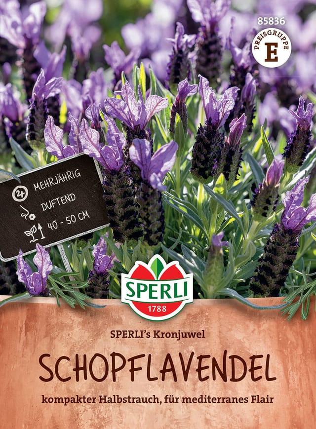 SPERLI Schopflavendel-Samen 'Kronjuwel', violett