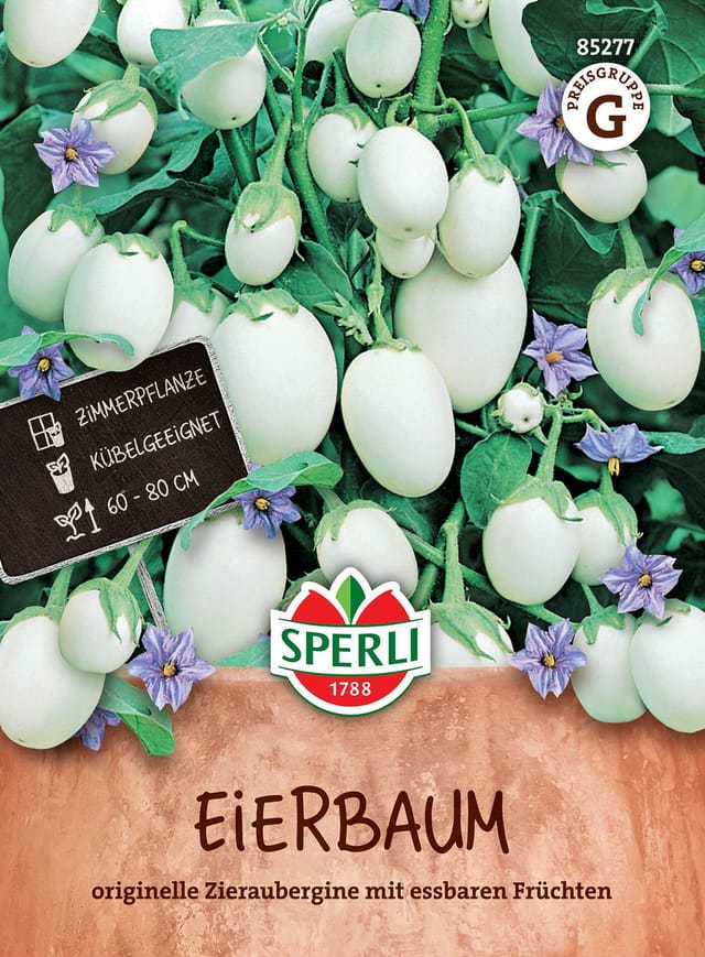SPERLI Eierbaum-Samen
