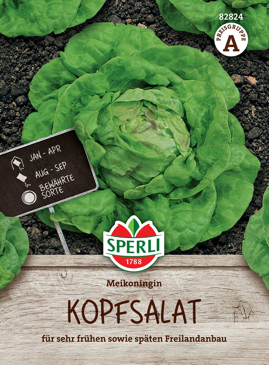 SPERLI Kopfsalat-Samen 'Meikoningin'