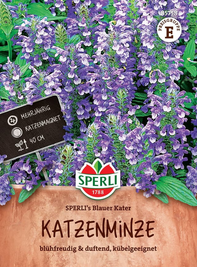 SPERLI Katzenminzen-Samen 'Blauer Kater', violett
