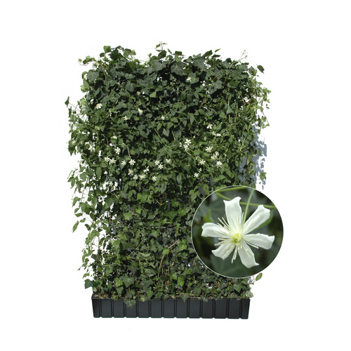 HELIX PFLANZEN Efeu mit Clematis, Hedera helix »Woerneri«, BxH: 120 x 180 cm, winterhart - weiss