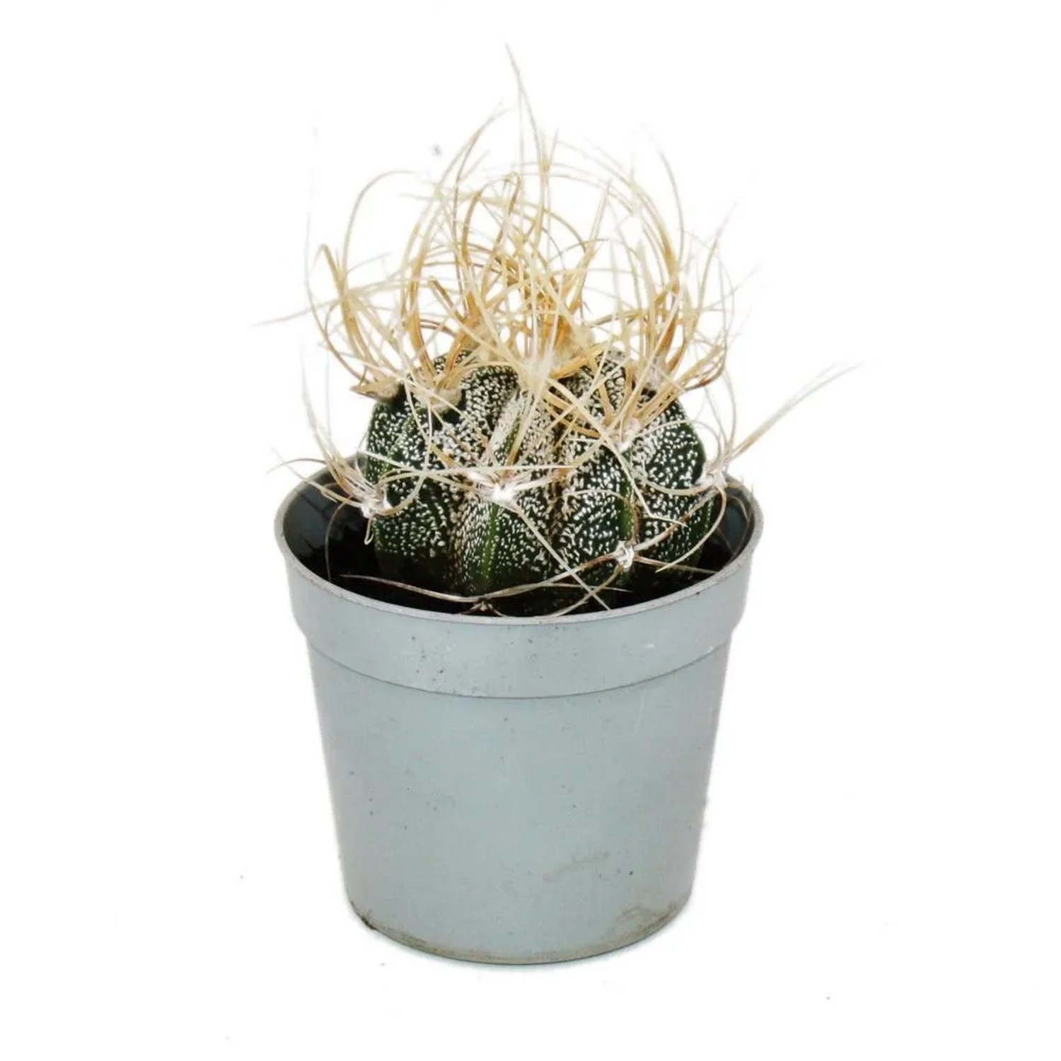 Exotenherz Astrophytum Capricorne Ziegenhorn-Bischofsmütze im 6,5cm Topf Rarität Unter Den Kakteen