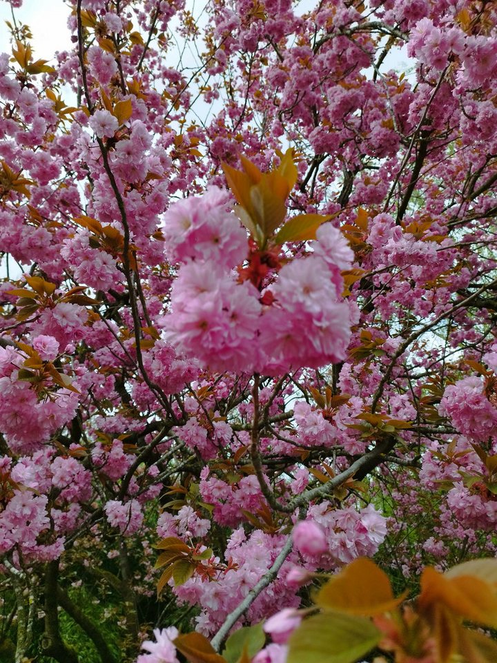 AMO Baumschulen Obstpflanze Japanische Blütenkirsche Kanzan Zierkirsche rosa Blüten