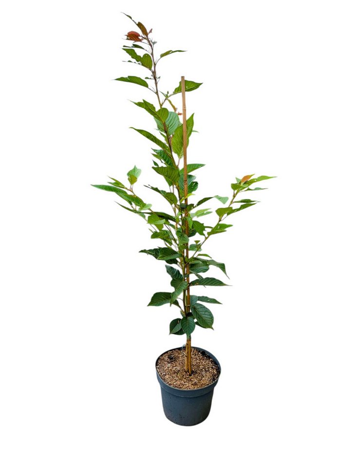 AMO Baumschulen Obstpflanze Japanische Blütenkirsche Kanzan Zierkirsche rosa Blüten Bild 2