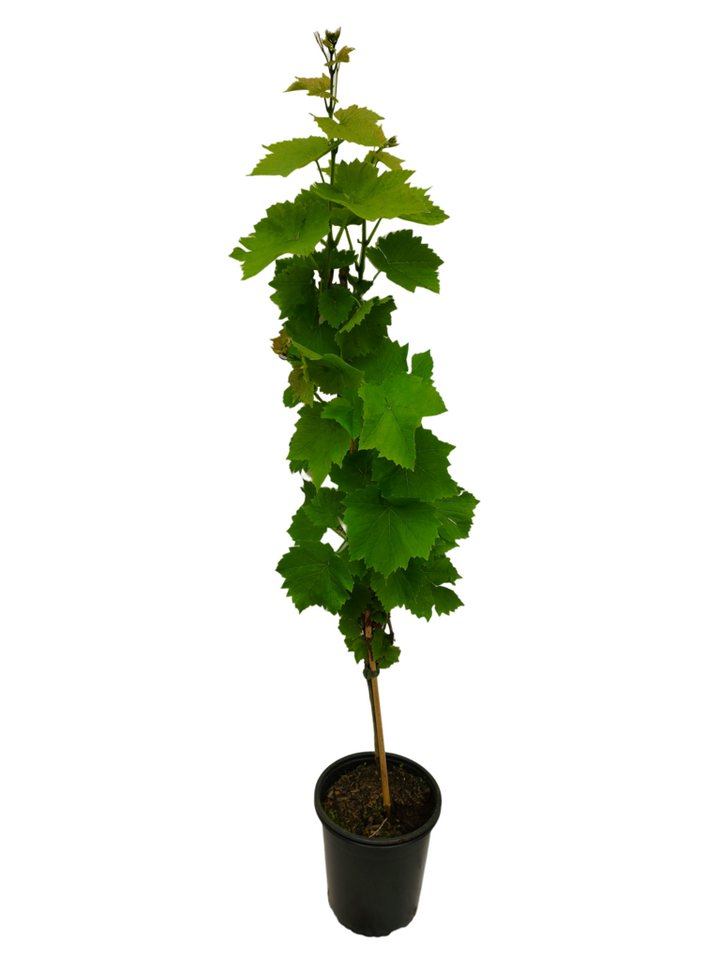 AMO Baumschulen Obstpflanze Weinrebe Souvenir Tafeltraube Vitis vinifera aromatisch