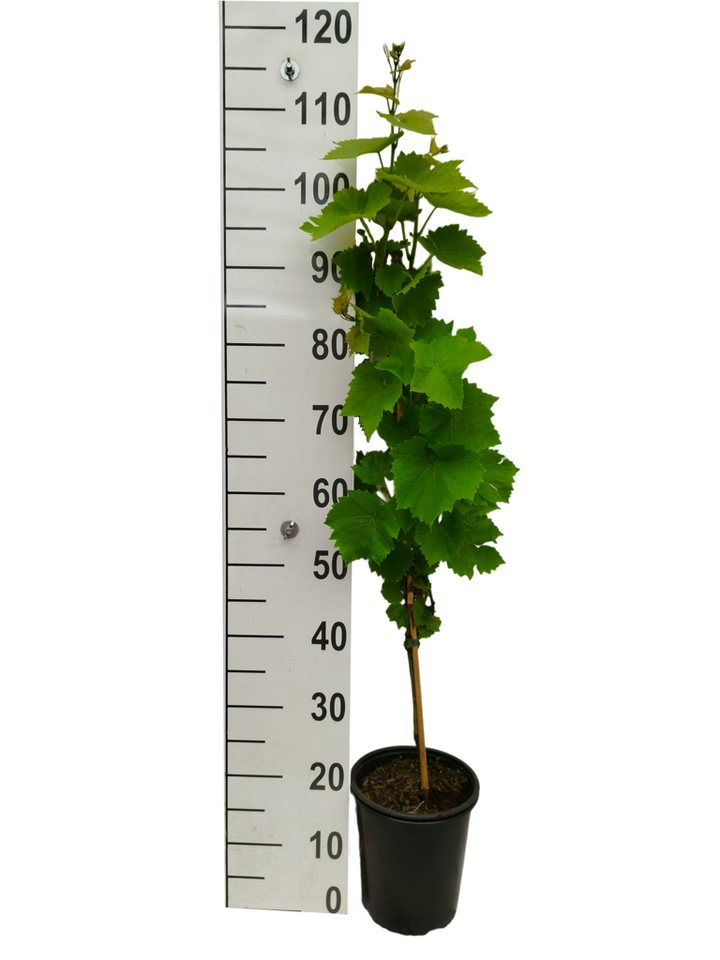 AMO Baumschulen Obstpflanze Weinrebe Souvenir Tafeltraube Vitis vinifera aromatisch Bild 2