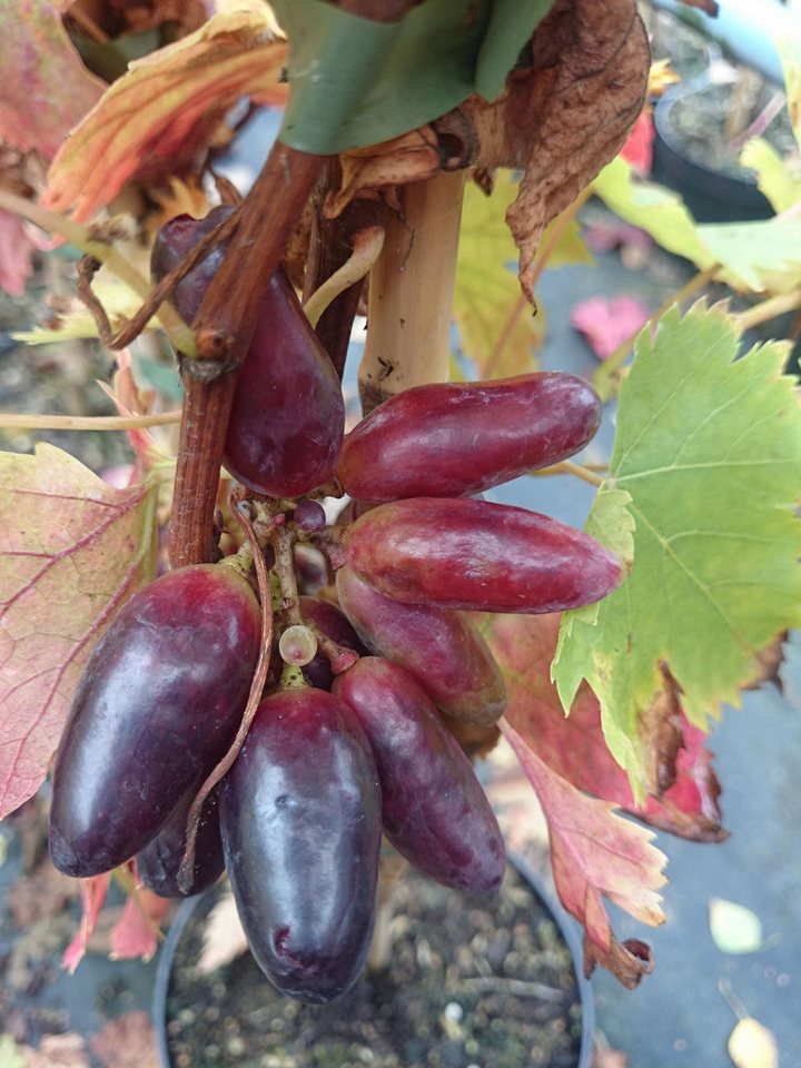 AMO Baumschulen Obstpflanze Weinrebe Souvenir Tafeltraube Vitis vinifera aromatisch Bild 3