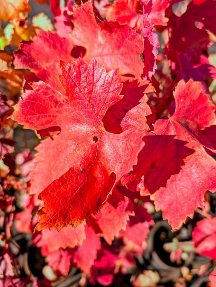 AMO Baumschulen Obstpflanze Weinrebe Souvenir Tafeltraube Vitis vinifera aromatisch Bild 4