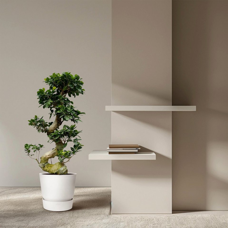 Florora Zimmerpflanze Ficus Microcarpa – 80 cm Bild 2