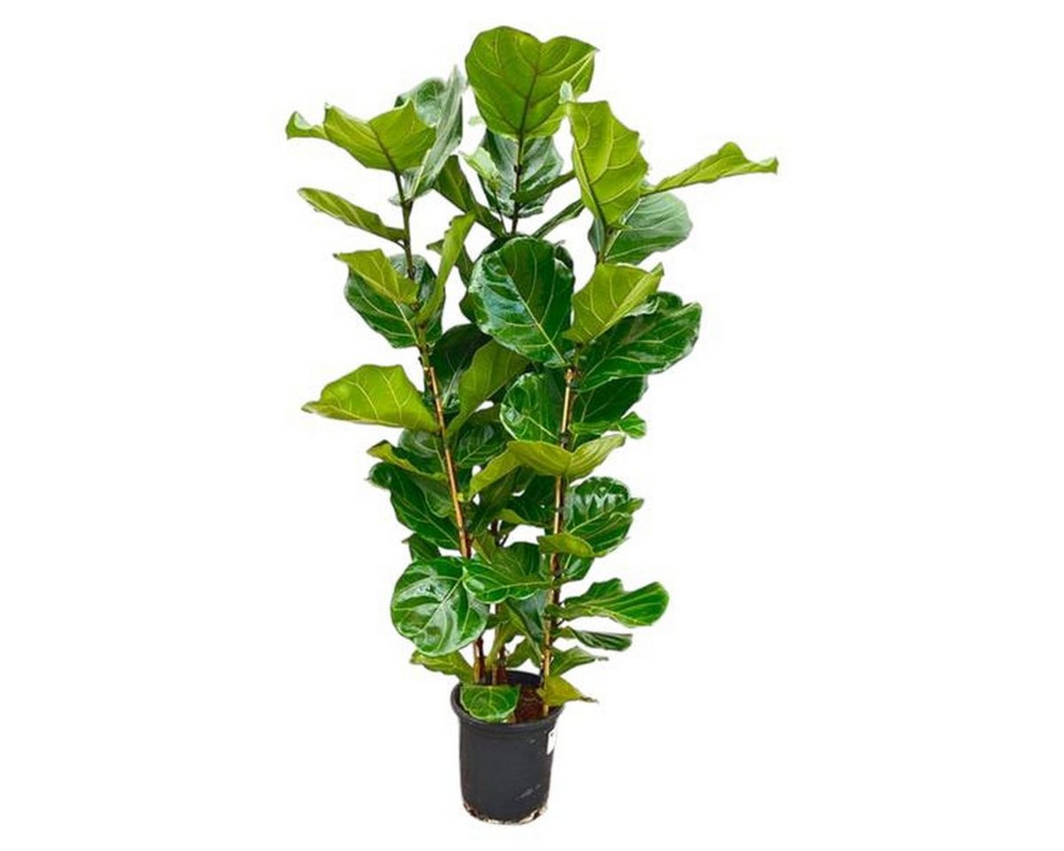 Florora Zimmerpflanze Ficus Lyrata Strauch – Geigenfeige Strauch – 165 cm – Topf 30 cm