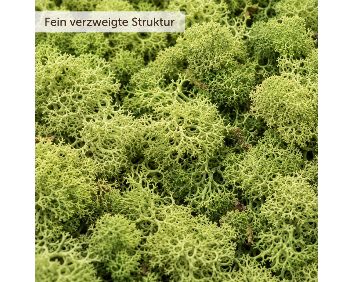 NaDeco Bastelnaturmaterial Islandmoos Waldgrün 500g Bild 5