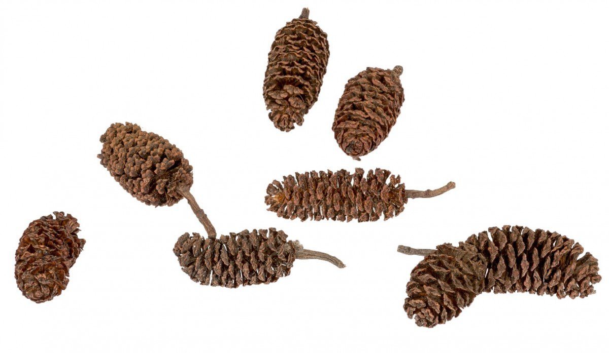 NaDeco Bastelnaturmaterial Erlen-Zapfen in Natur, Packung mit ca. 250g Alnus glutinosa Bild 2