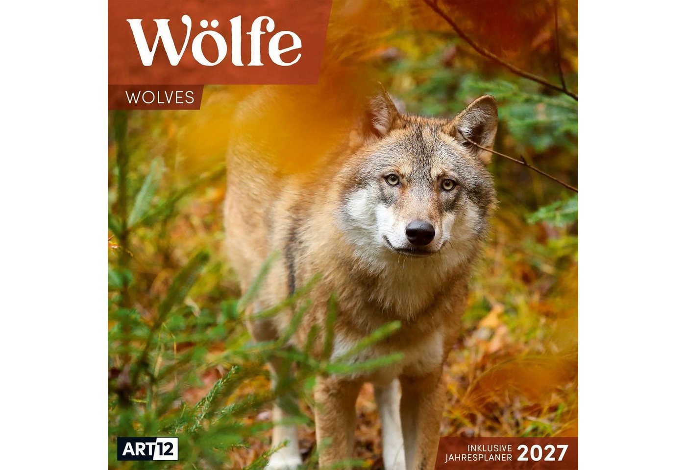 Ackermann Wandkalender Wölfe Kalender 2027 - 30x30 - Art12 Bild 2