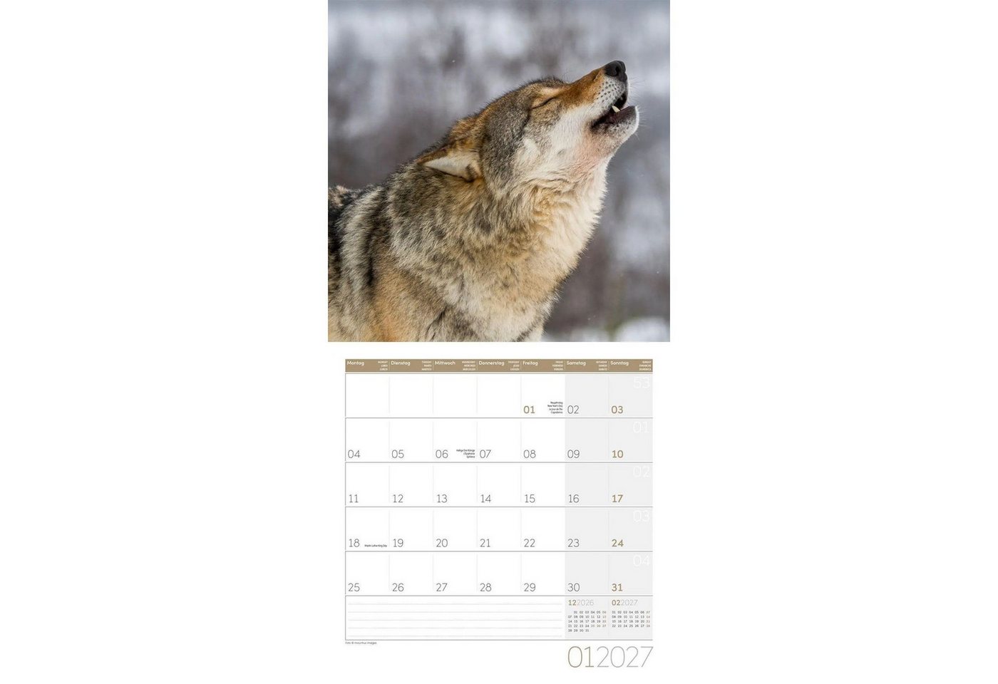 Ackermann Wandkalender Wölfe Kalender 2027 - 30x30 - Art12 Bild 3