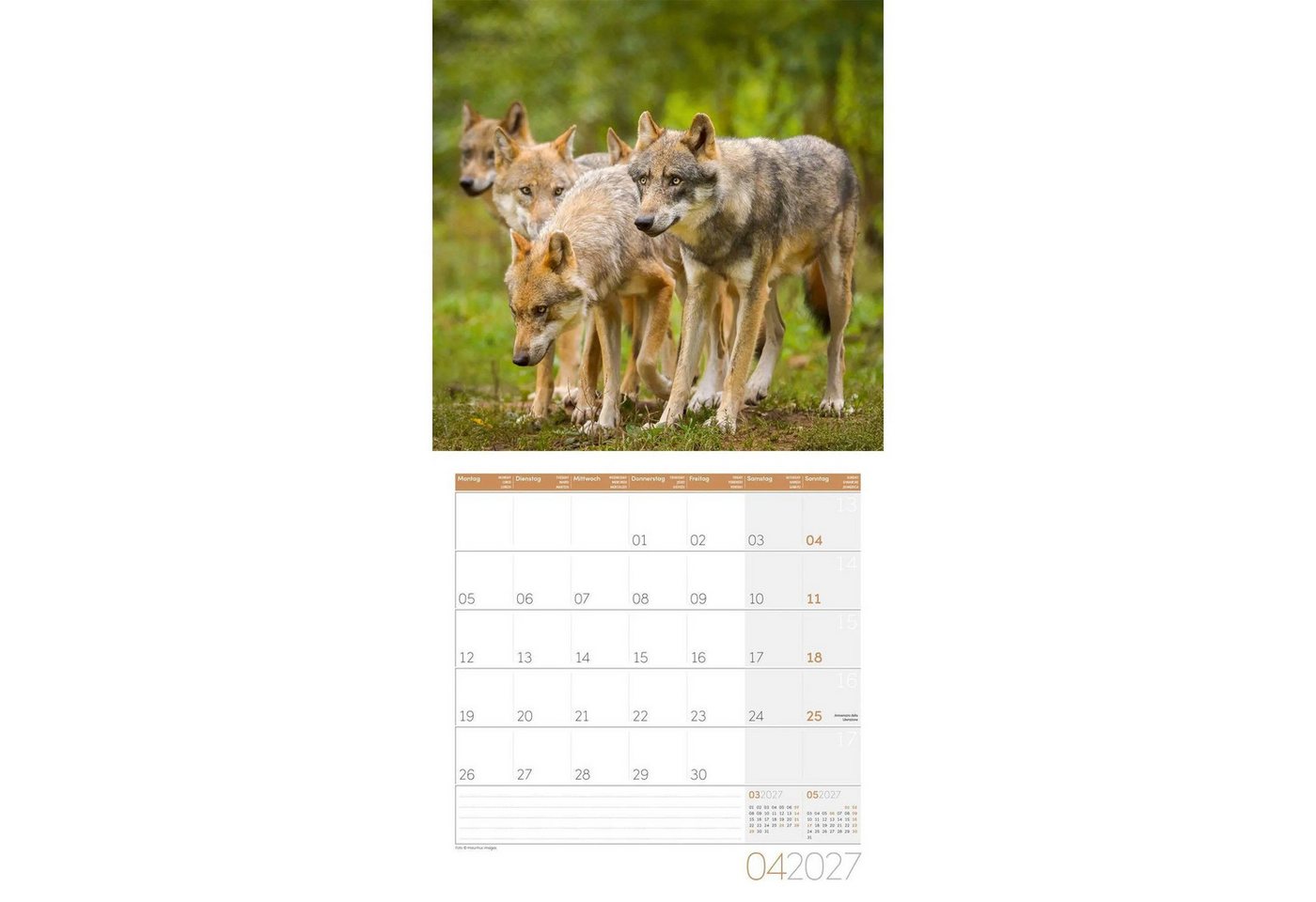 Ackermann Wandkalender Wölfe Kalender 2027 - 30x30 - Art12 Bild 4