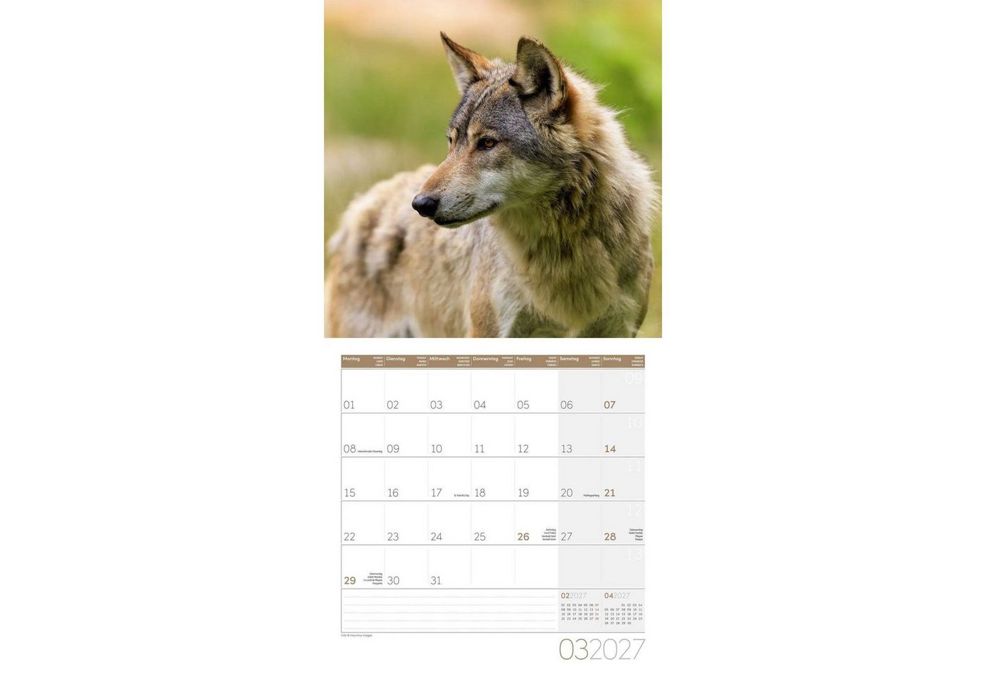 Ackermann Wandkalender Wölfe Kalender 2027 - 30x30 - Art12 Bild 5