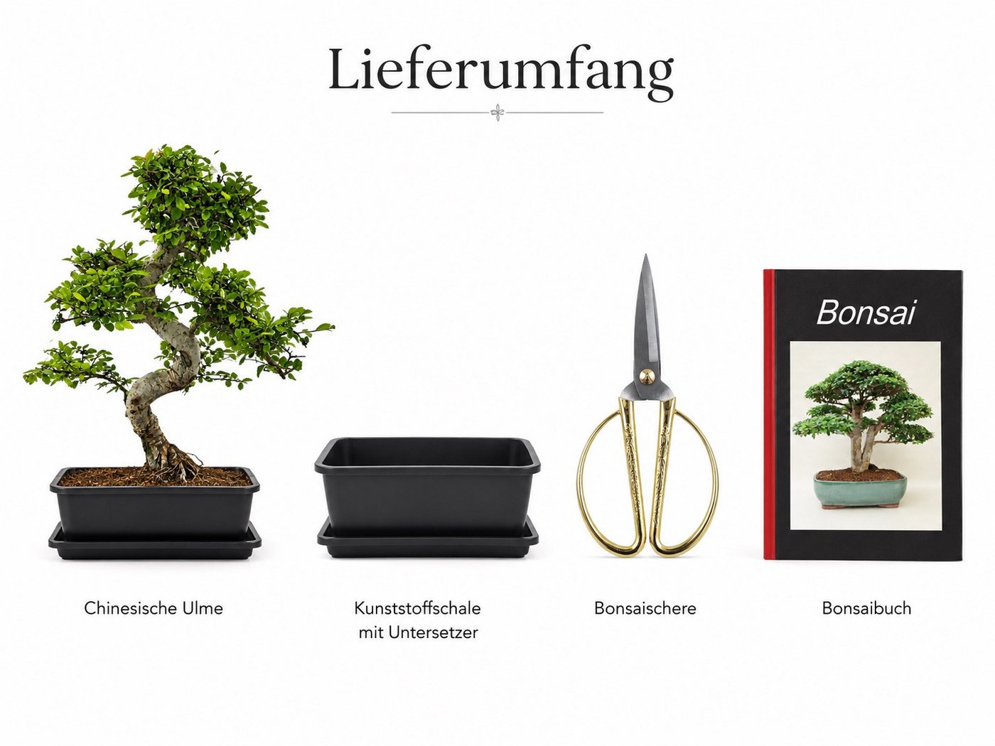 Genki-Bonsai Zimmerpflanze Bonsai Anfänger Set chinesische Ulme, 4-tlg. Bonsai Set