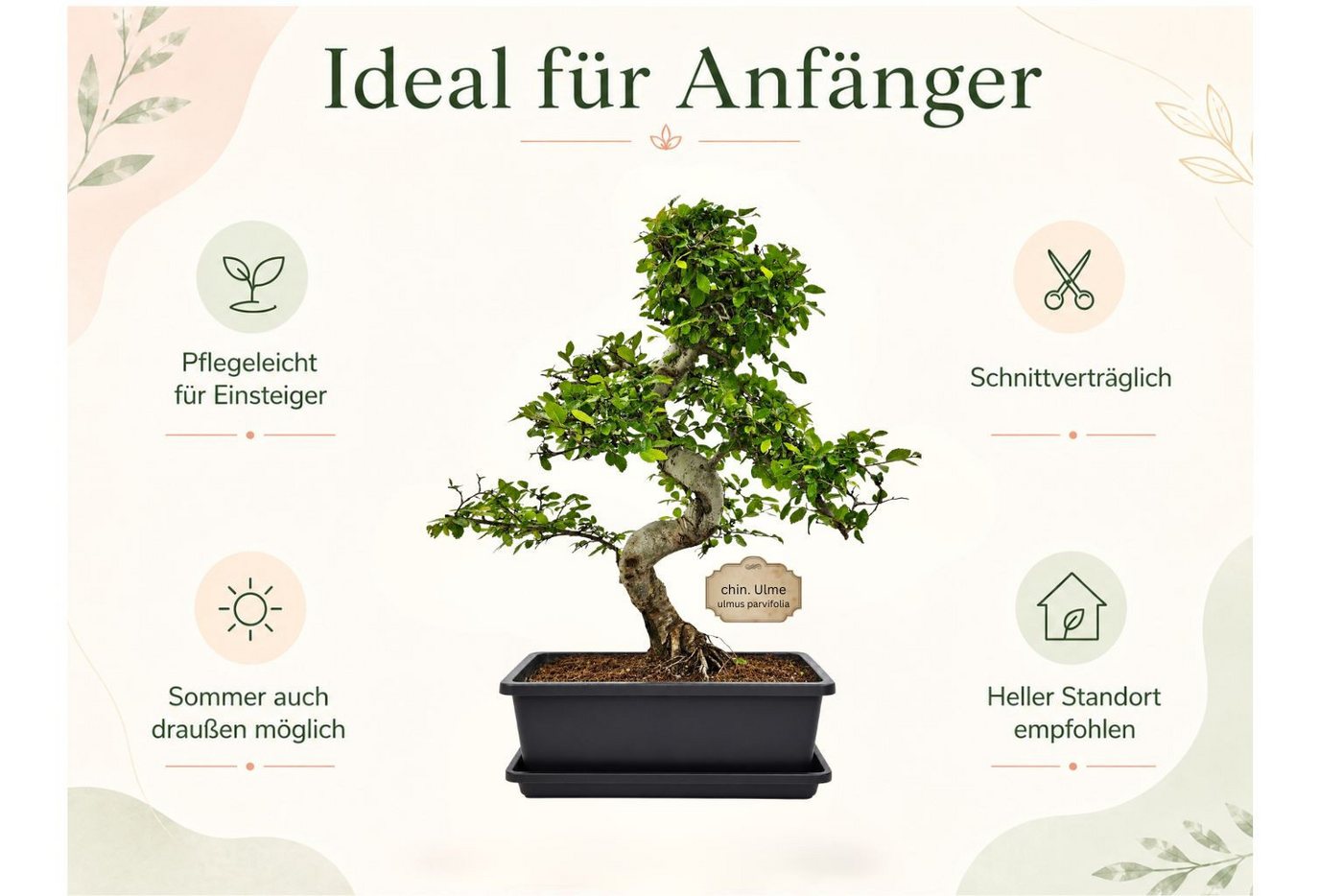Genki-Bonsai Zimmerpflanze Bonsai Anfänger Set chinesische Ulme, 4-tlg. Bonsai Set Bild 2