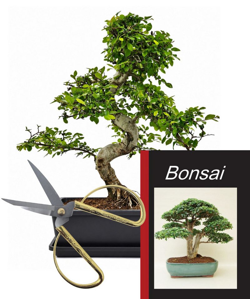 Genki-Bonsai Zimmerpflanze Bonsai Anfänger Set chinesische Ulme, 4-tlg. Bonsai Set Bild 4