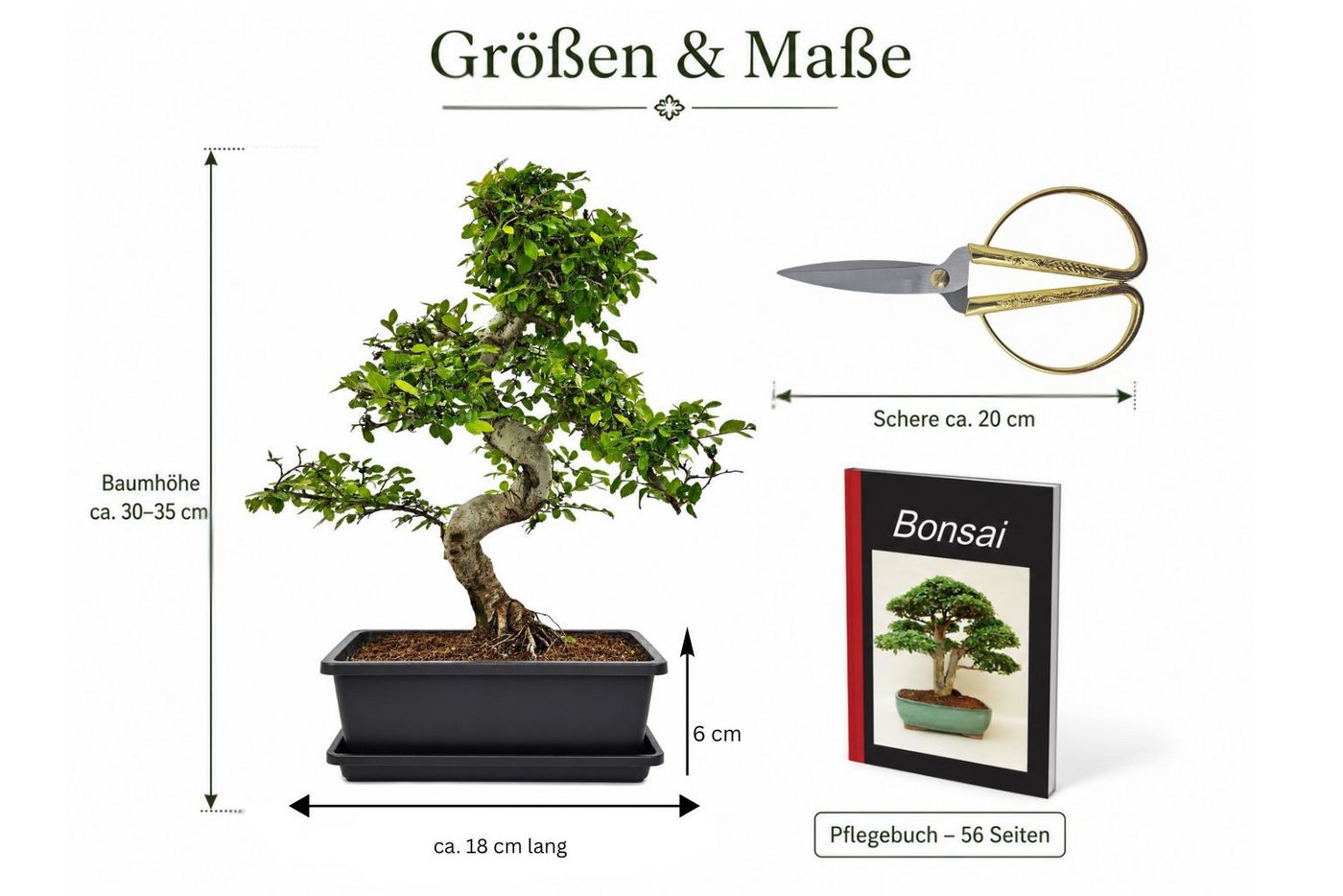 Genki-Bonsai Zimmerpflanze Bonsai Anfänger Set chinesische Ulme, 4-tlg. Bonsai Set Bild 5