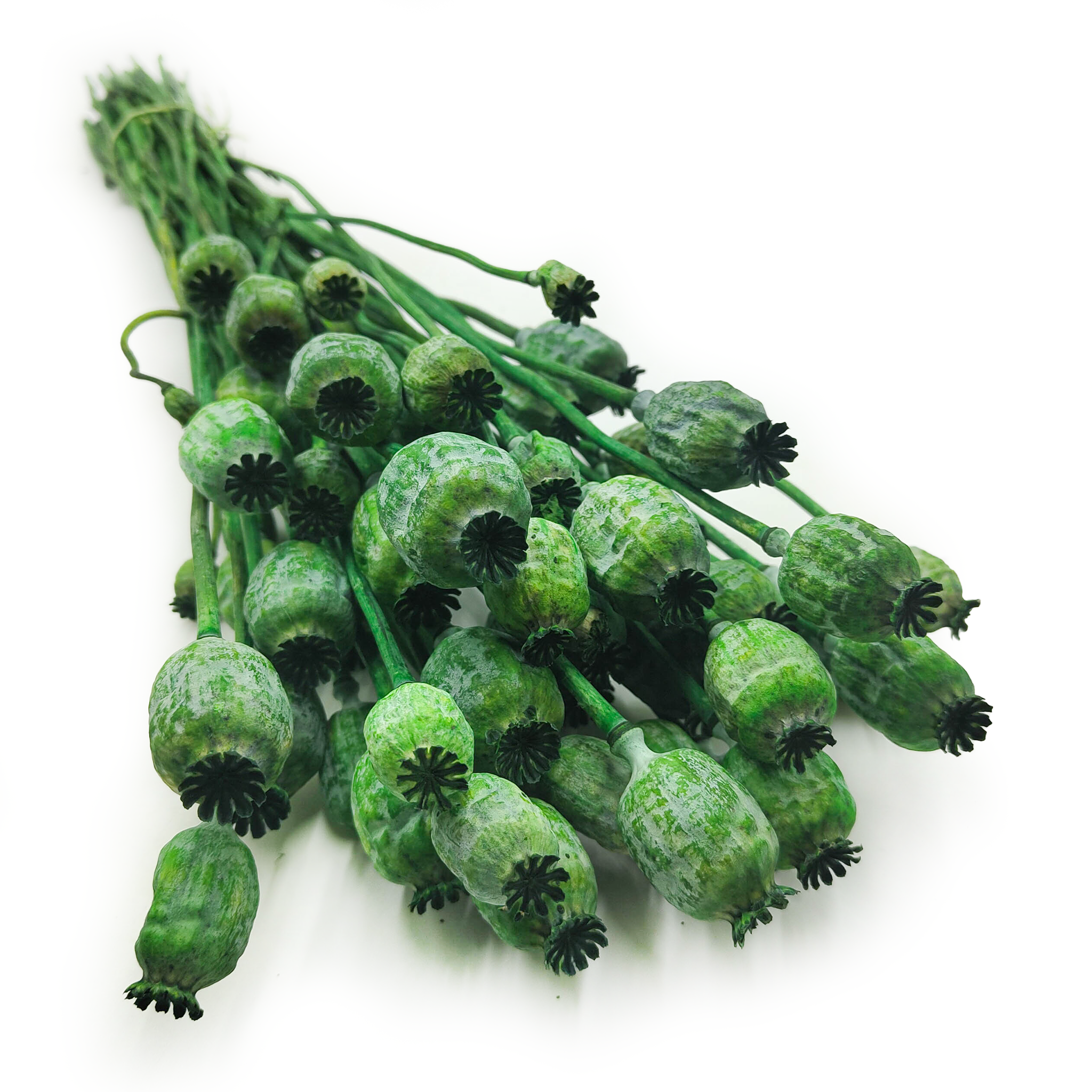 Getrocknete Mohnsamen (papaver) - Grün