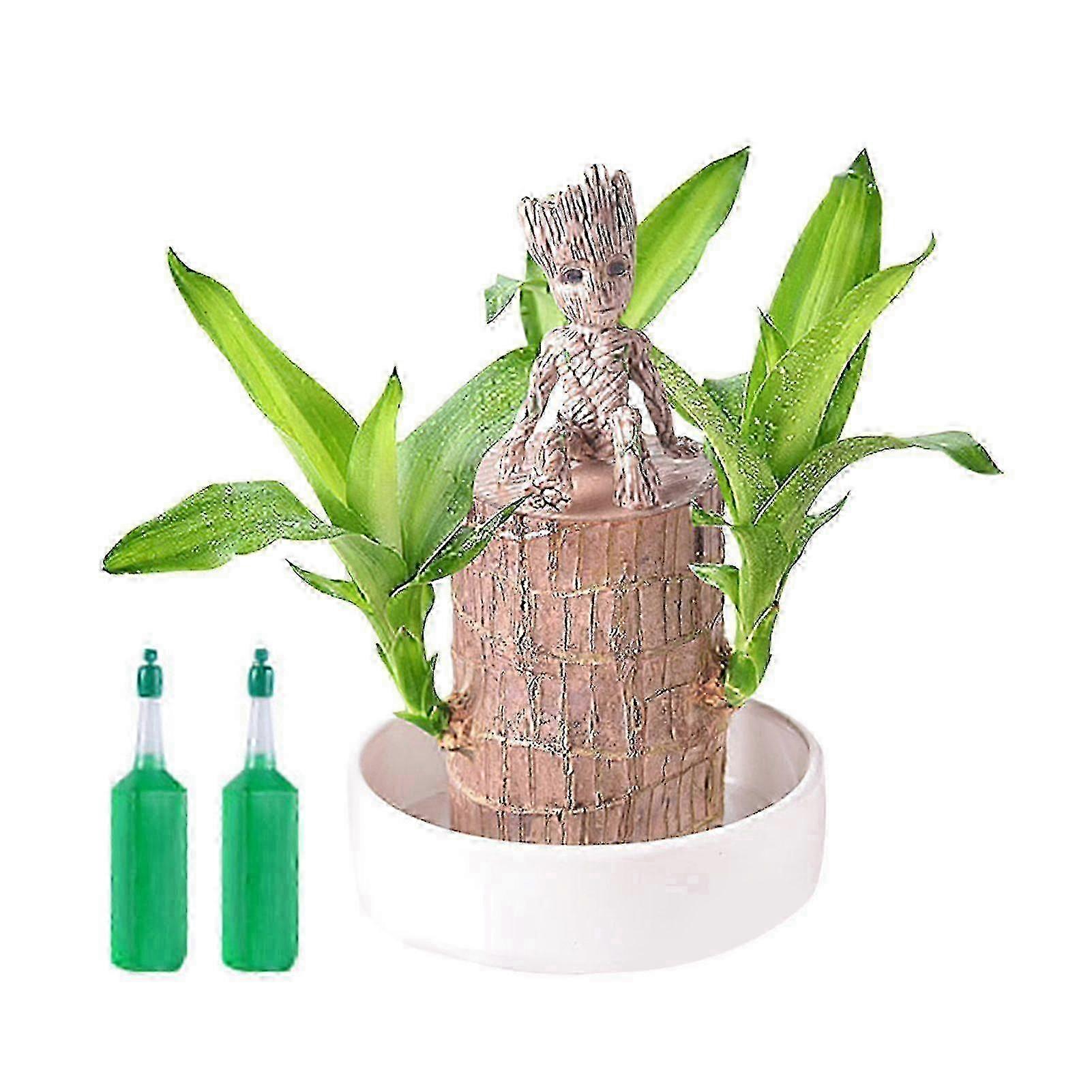 Brasilianischer Glücksbaumstumpf, Schnellwachsender Mini-baum Für Glücksbringer, Dekoration Und Luftreinigung – Tischdekoration B C