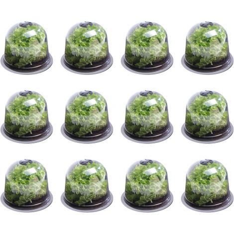 Set Mit 12 Transparenten Salatglocken Aus Pp-kunststoff – 25,5 Cm Durchmesser X 20 Cm Höhe – Verstellbare Belüftungsöffnungen Zum Schutz Der Pflanzen