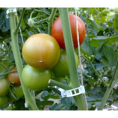 Packung Mit 1000 Tomatenclips – Ø 23 Mm – Hergestellt Aus Polypropylen Für Sicheren Halt – Durchbrochenes Design Zur Schimmelreduzierung
