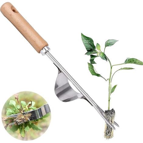 Manuelles Désherbeur-werkzeug Und Rostfreies Edelstahl Mit Manueller Désherbeur-entfernung. Manuelles Désherbeur-werkzeug Für Die Désherbage-entfernung Von Pissenlit Les Pelouses De Jardin