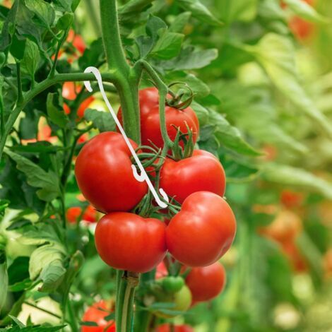 Set Mit 100 Klammern (13 Cm) Für Kletterpflanzen – Tomatengewächshäuser.