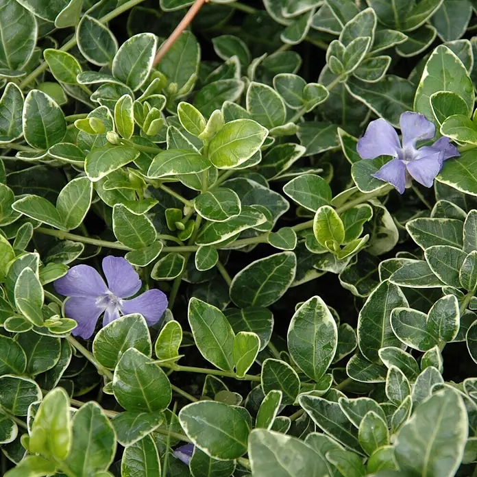 Helix Kleinblättriges Immergrün Ralph Shugert (Vinca minor 'Ralph Shugert', Topfgröße: 13 cm)