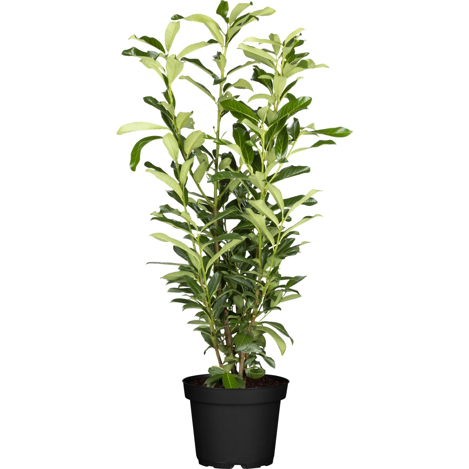 Kirschlorbeer Genolia Set à 50 Stück Höhe ca. 80 - 100 cm Topf ca. 5, Prunus