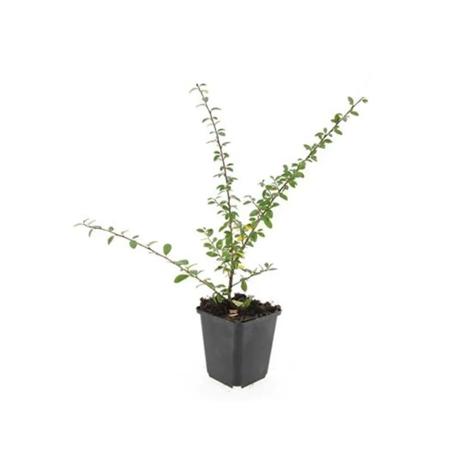 Exotenherz Bodendecker Teppich Zwergmispel Cotoneaster Coral Beauty 9cm Topf Set Mit 60 Pflanzen
