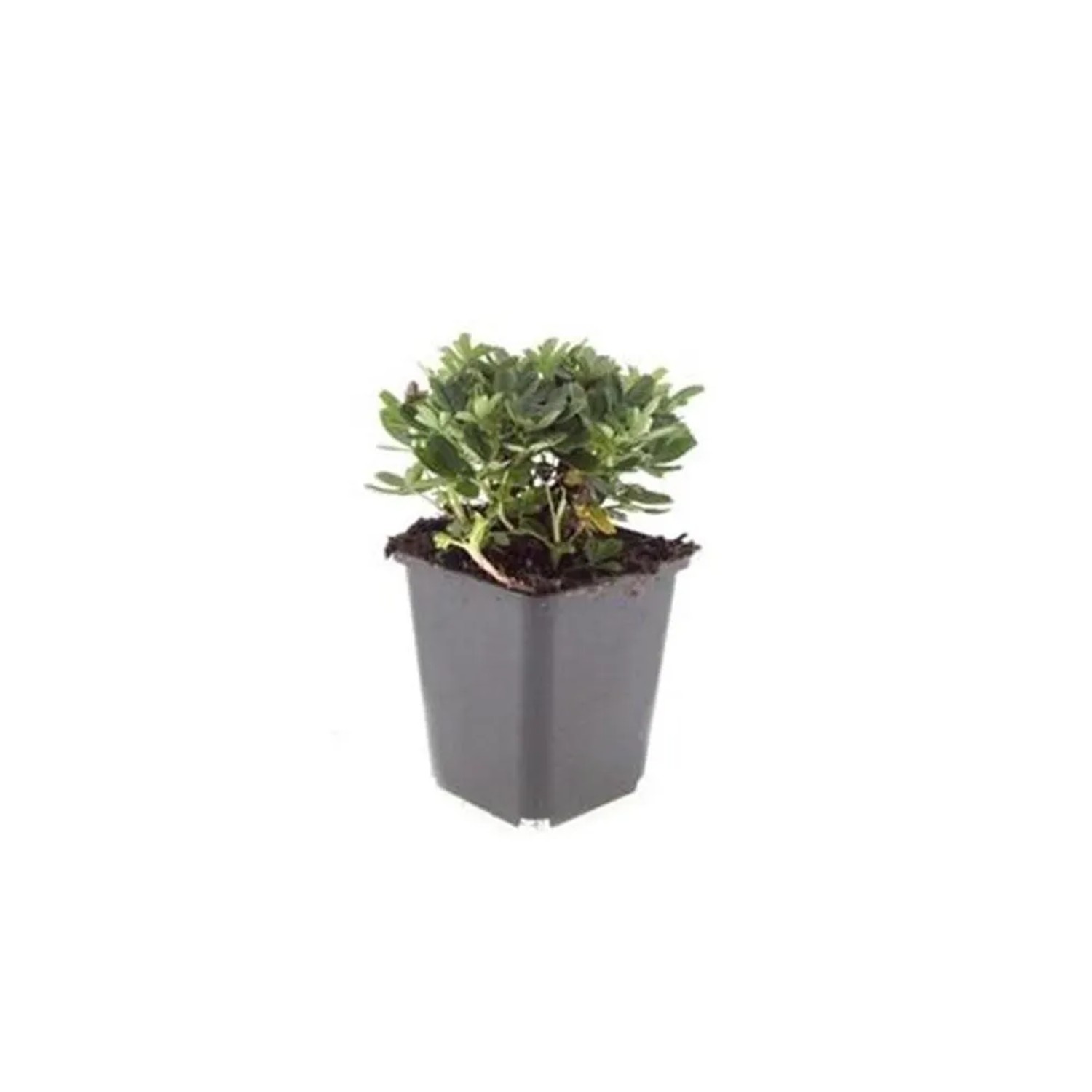 Exotenherz Bodendecker Teppich Fingerkraut Potentilla Tridentata Nuuk 9cm Topf Set mit 6 Pflanzen