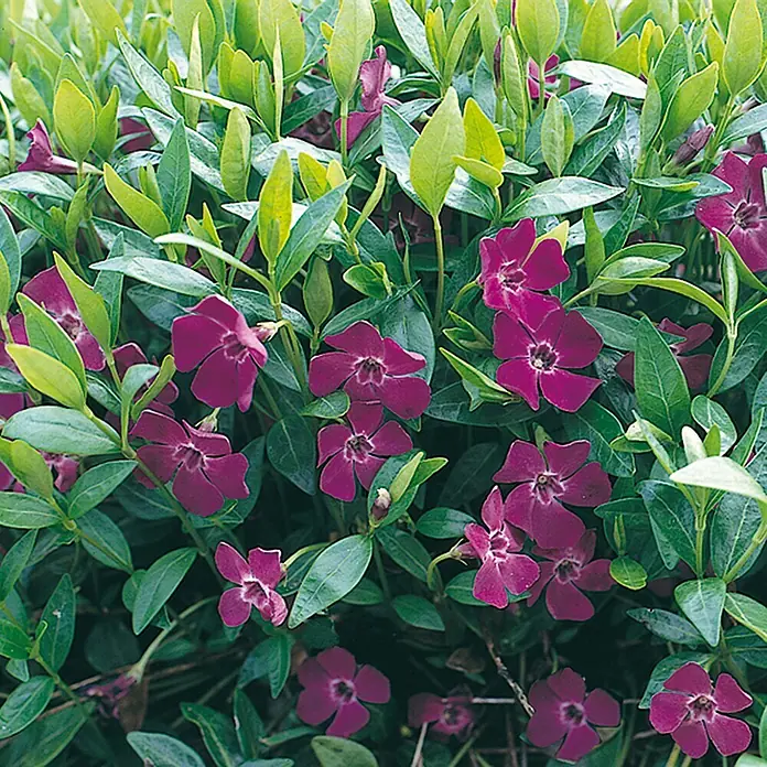 Jungfernkraut Atropurpurea Topf-Ø ca. 13 cm Vinca minor Atropurpurea