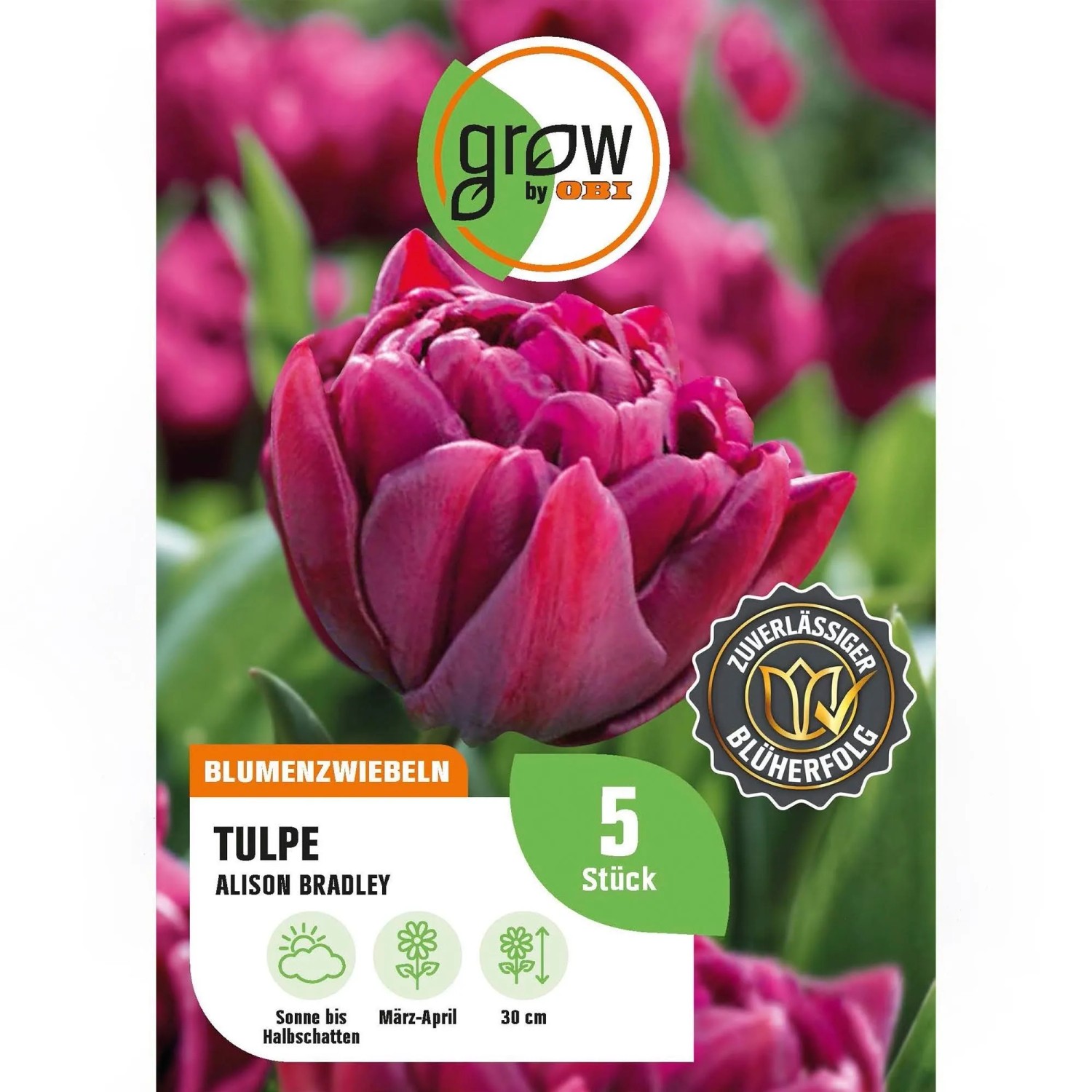 GROW by OBI Tulpe Alison Bradley Lila 5 St. Tulipa double early Alison Bradley