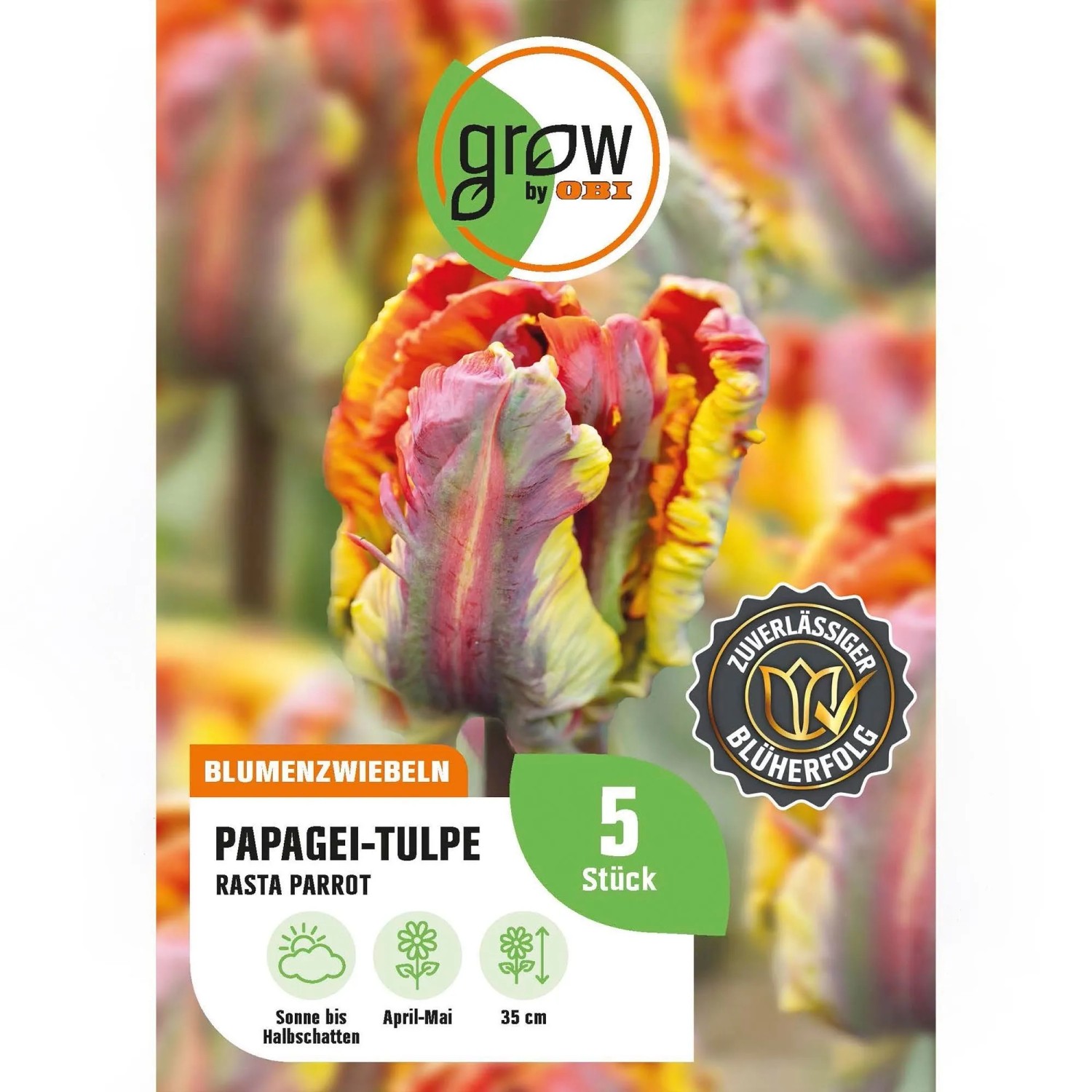 GROW by OBI Papagei-Tulpe Rasta Parrot Rot-Gelb 5 Stück Tulipa parrot