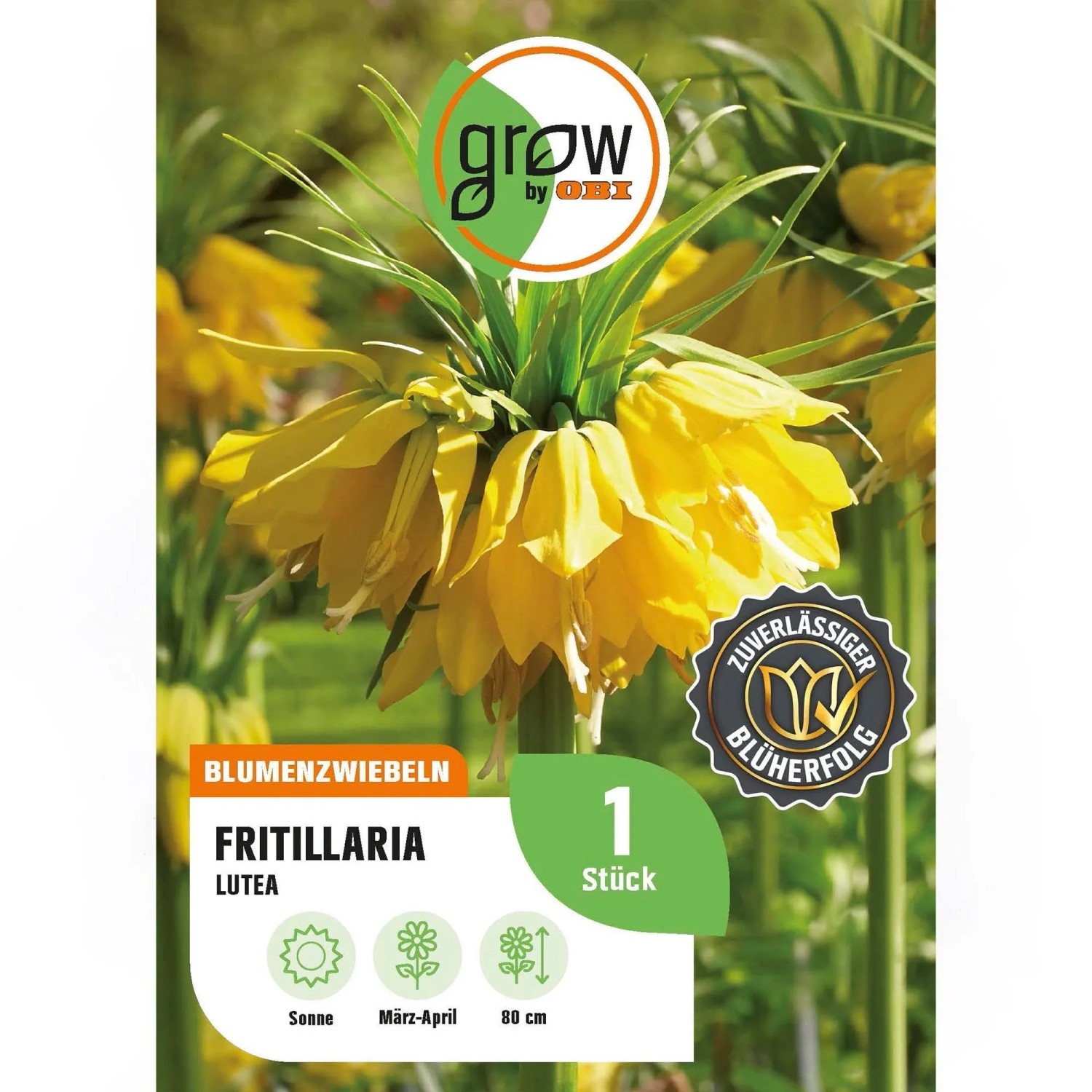 GROW by OBI Kaiserkrone LuteaBK Gelb 1 Stück Fritillaria imperialis Lutea