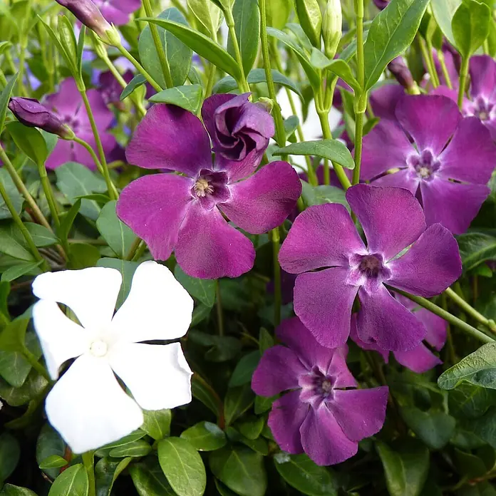 Immergrün Austria Rot-Weiß Topf-Ø ca. 13 cm Vinca minor