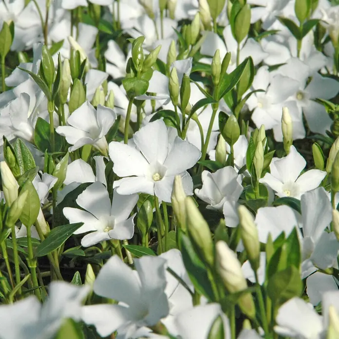 Immergrün Alba Weiß Topf-Ø ca. 13 cm Vinca minor