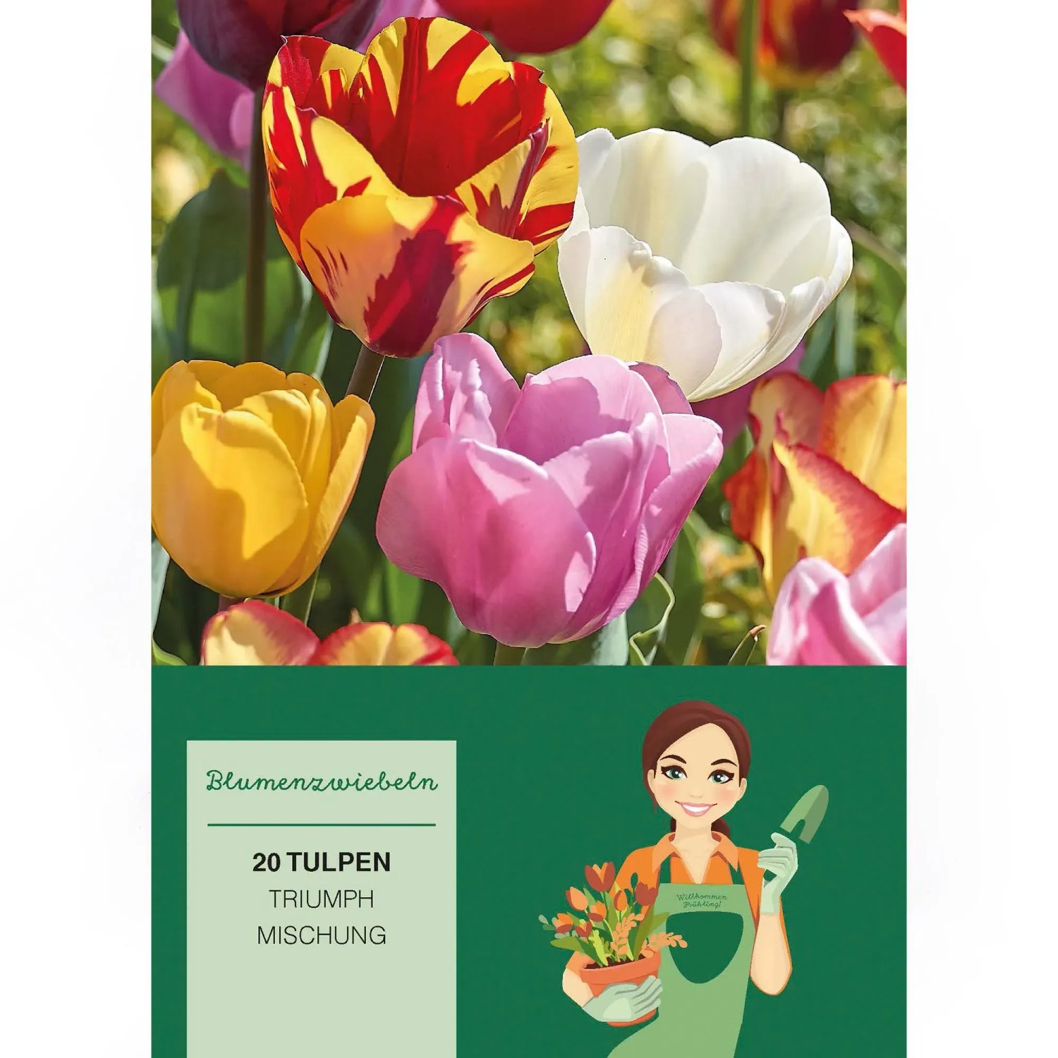 Tulipa Triumph Mischung 20 Stück Tulipa triumph Mixed
