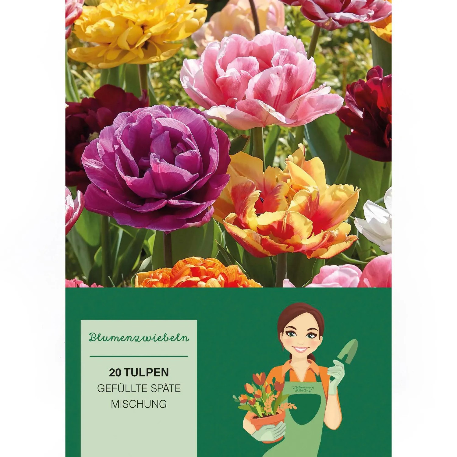 Tulipa Gefüllte Späte Mischung 20 Stück Tulipa double,ate Mixed