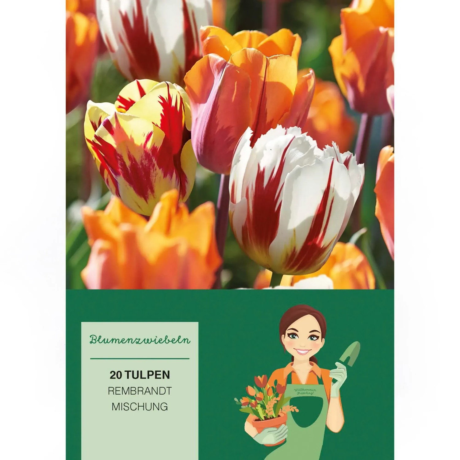Tulipa Rembrandt Mischung 20 Stück Tulipa Rembrandt