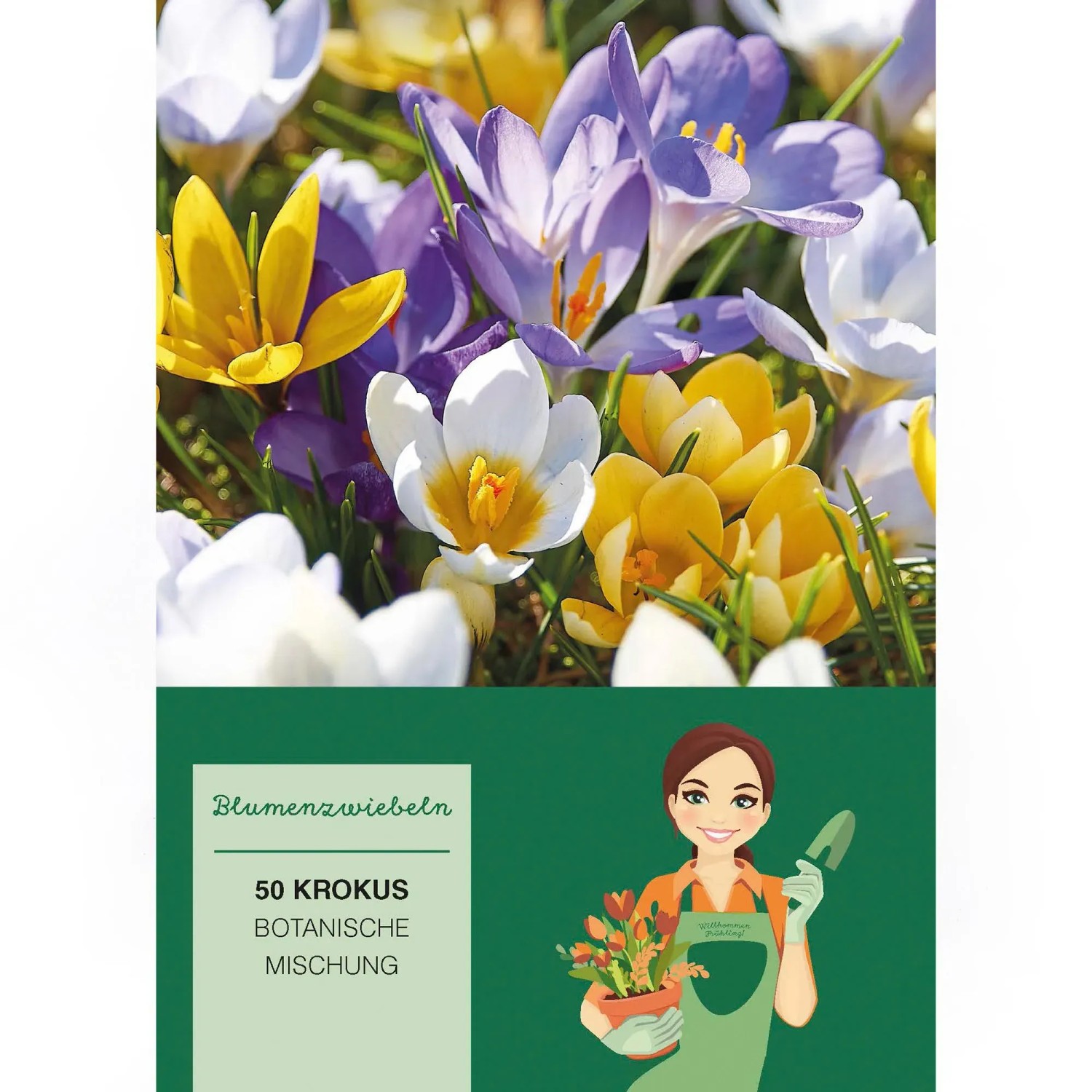 Krokus Chrysanthus Mischung Mischung 50 Stück Crocus vernus Mixed