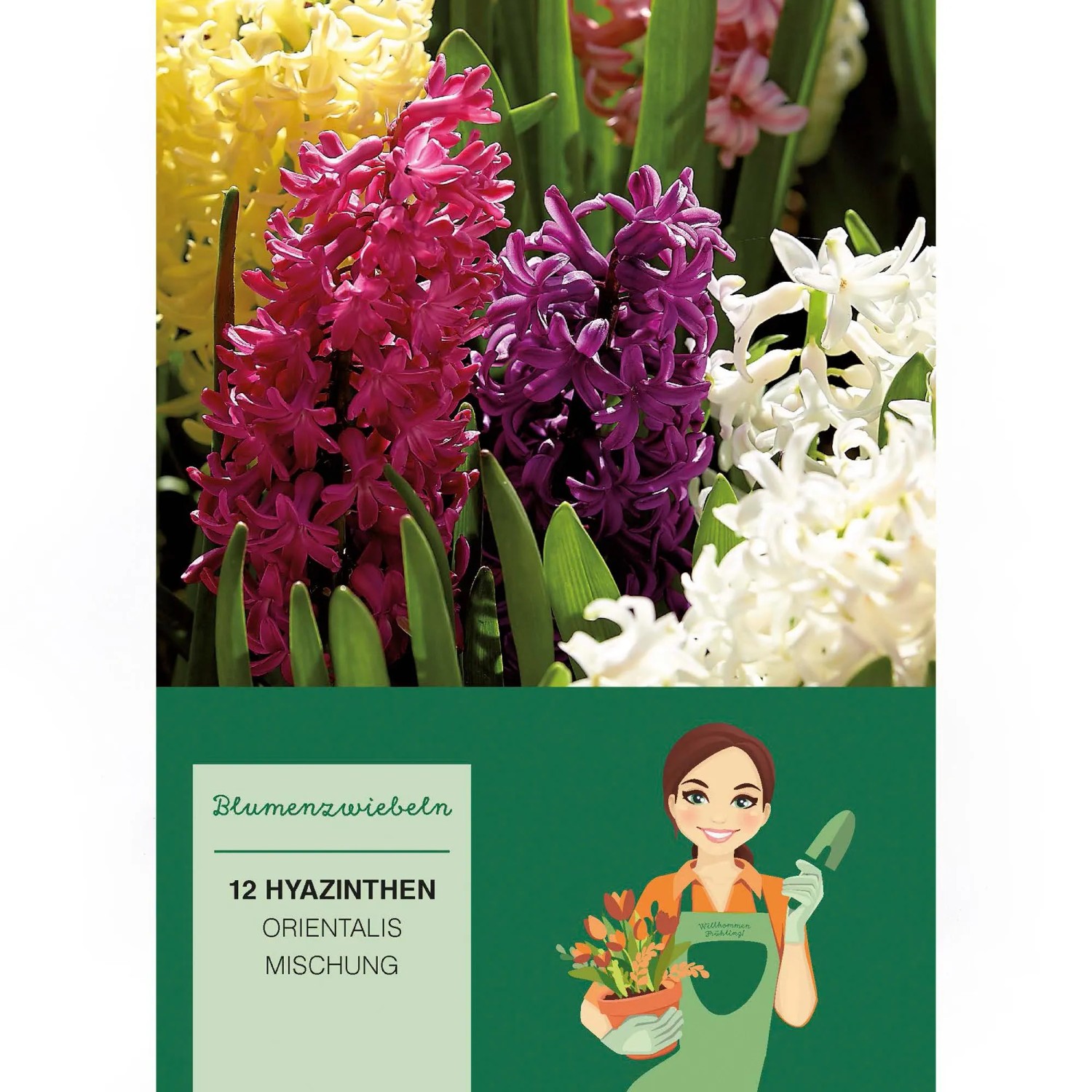 Hyazinthen Mischung Mischung 12 Stück Hyacinthus Mix