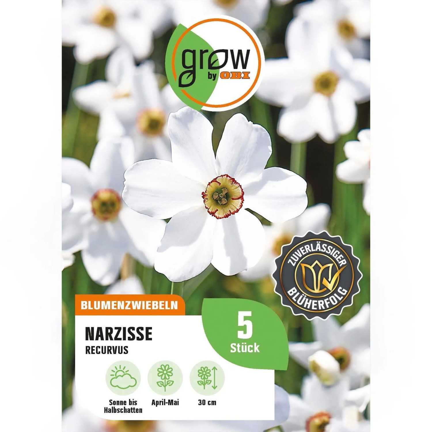 GROW by OBI Narzisse Recurvus Rot-Weiß 4 Stück Narcissus poeticus Recurvus