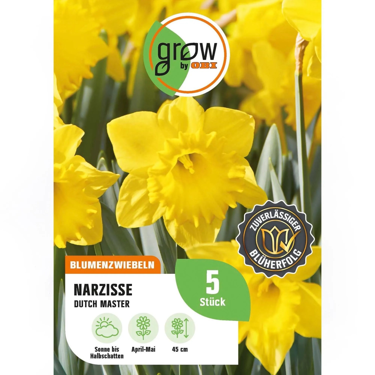 GROW by OBI Narzisse Dutch Master Gelb 5 Stück Narcissus,arge cupped Dutch M.