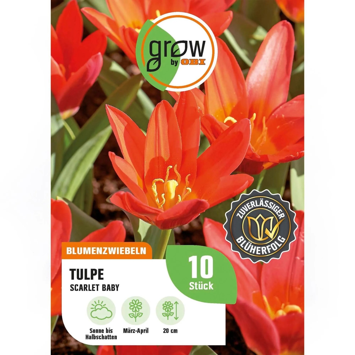 GROW by OBI Tulpe Scarlet Baby Rot 8 Stück Tulipa Scarlet Baby
