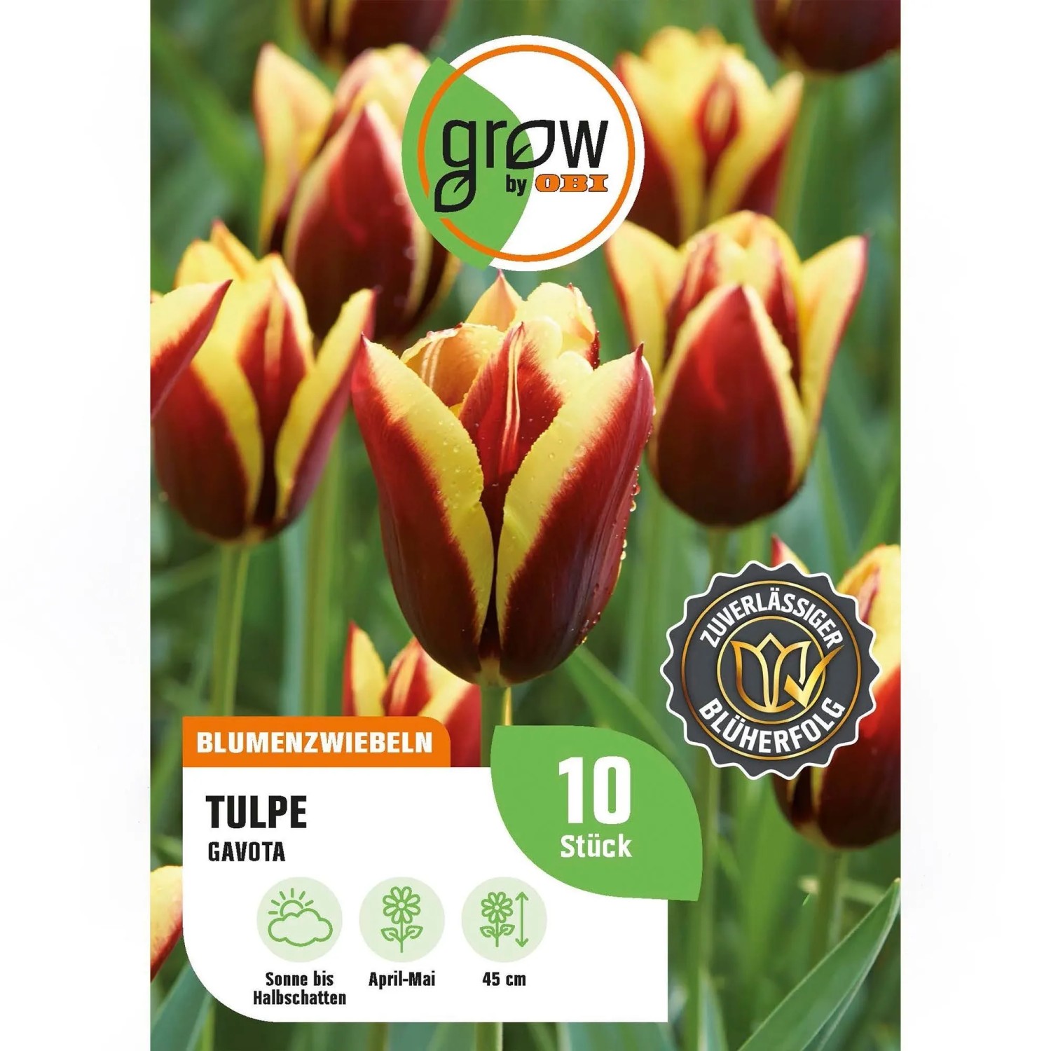 GROW by OBI Tulpe Gavota Rot-Weiß 8 Stück Tulipa triumph Gavota